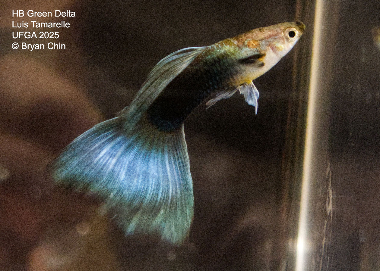 Guppy HB Green